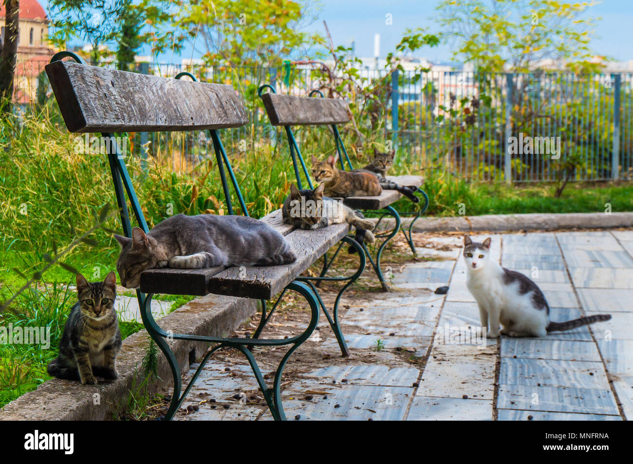 Società cat. Gatti posa su un banco per la loro siesta nella zona di Monastiraki ad Atene in Grecia Foto Stock