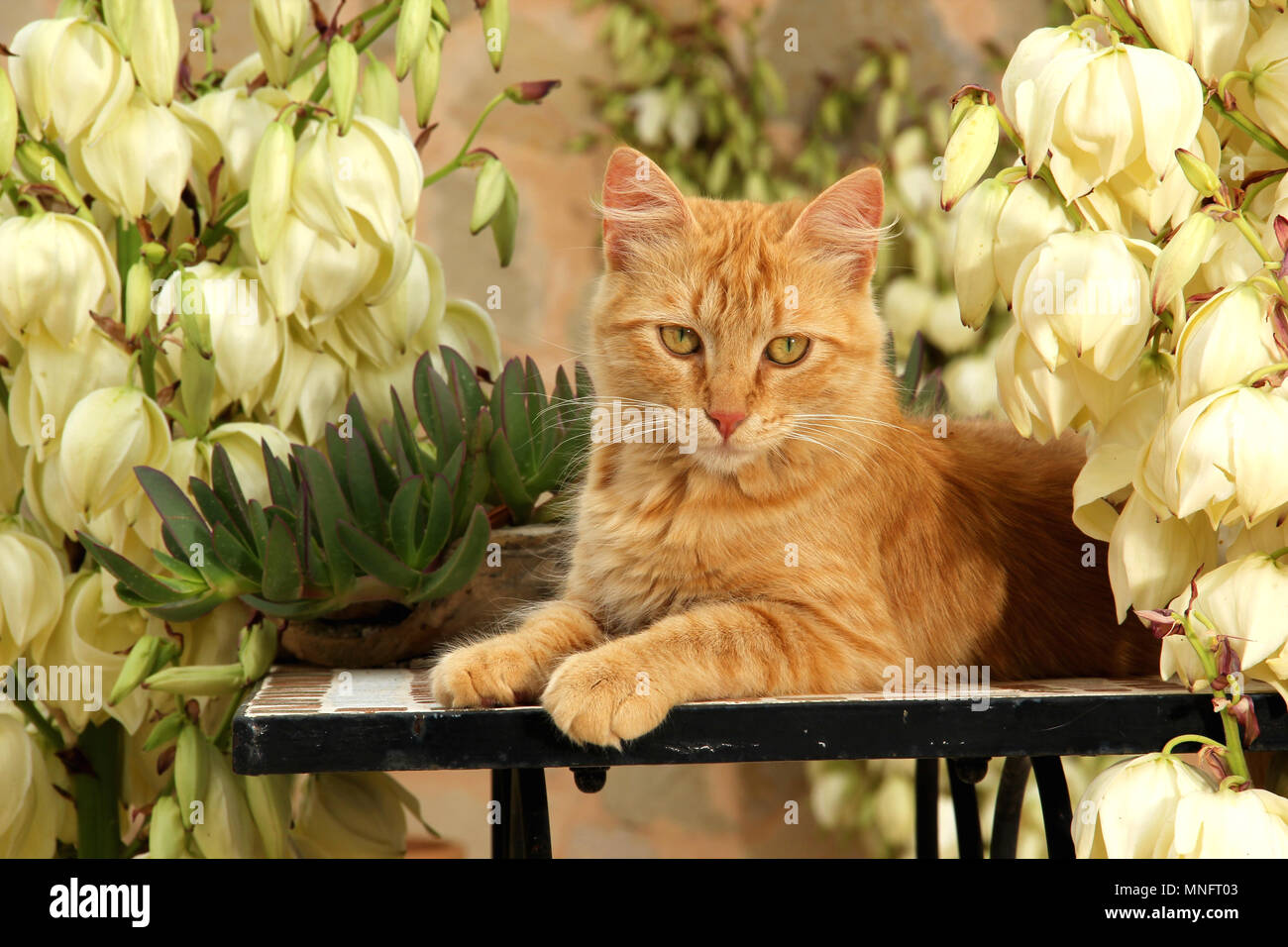 Il gatto domestico, zenzero, giacente tra fiori bianchi di palme di Yucca Foto Stock