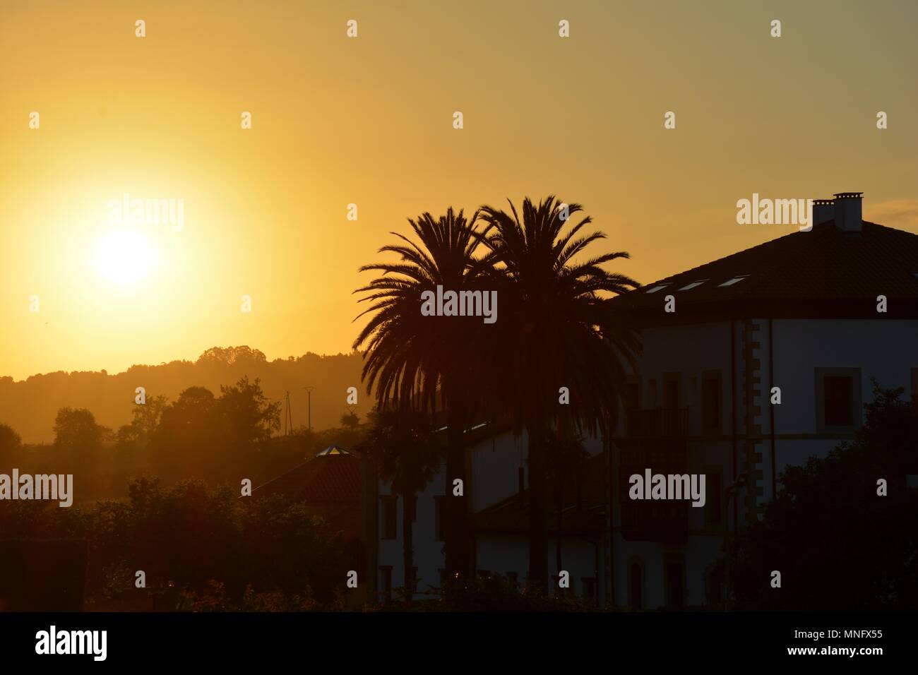 Palm tree palme casa tramonto paesaggio natura luce ombre sun Foto Stock