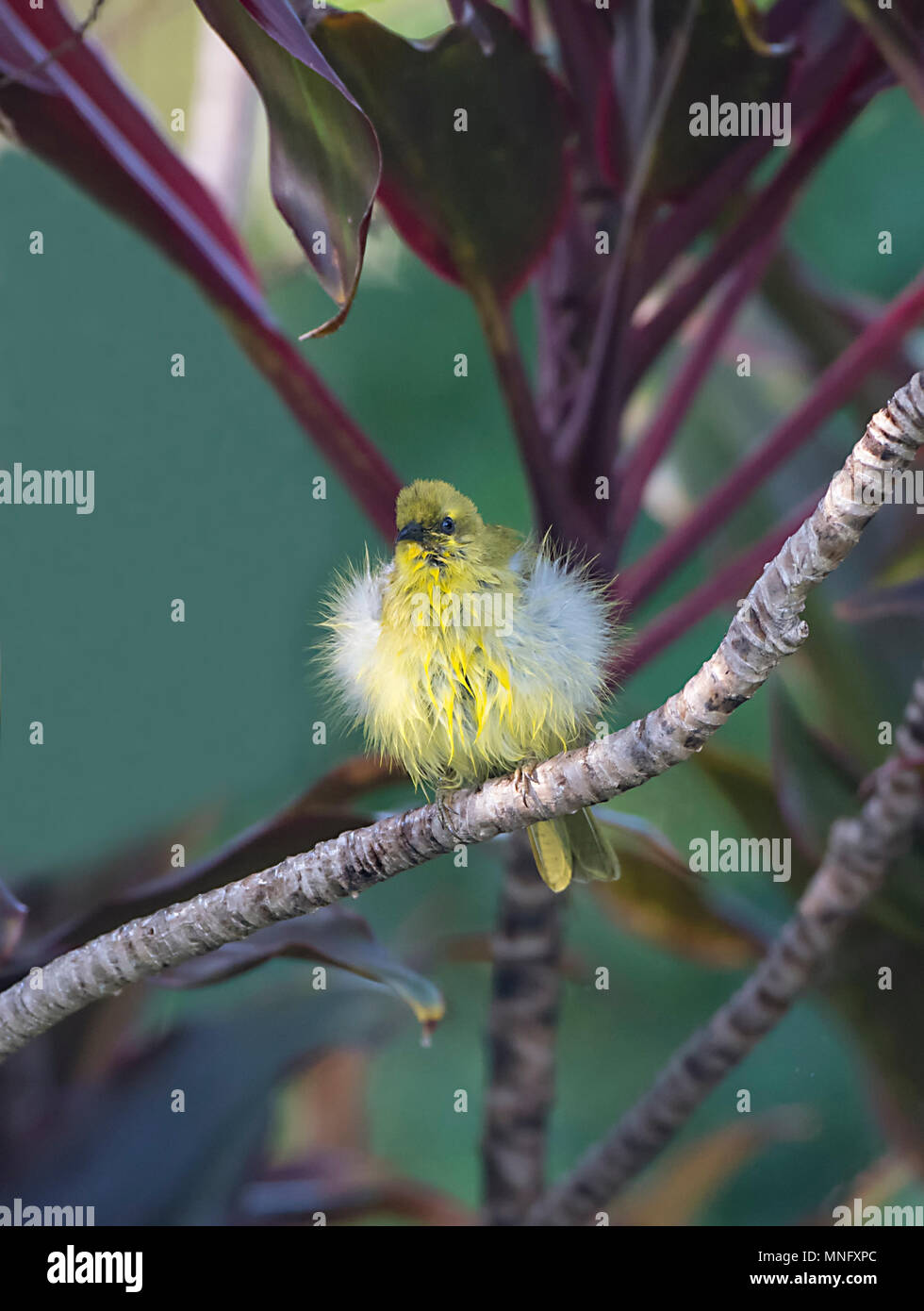 Un gonfi Honeyeater giallo (Lichenostomus flavus) essiccare le sue piume dopo un bagno, Cairns, estremo Nord Queensland, FNQ, QLD, Australia Foto Stock