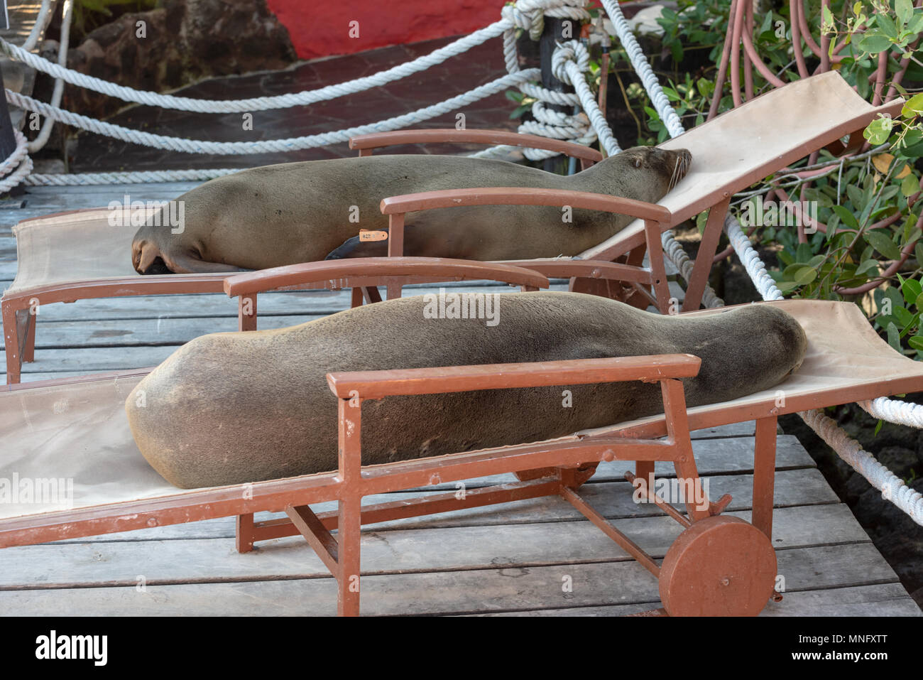 I leoni di mare posa su sedie a sdraio sul ponte della mangrovia rossa Hotel in Puerto Ayora delle Galapagos Isola di Santa Cruz, Ecuador. Foto Stock