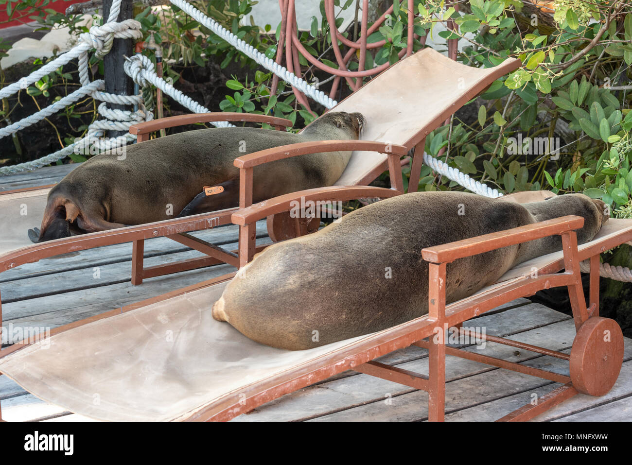 I leoni di mare posa su sedie a sdraio sul ponte della mangrovia rossa Hotel in Puerto Ayora delle Galapagos Isola di Santa Cruz, Ecuador. Foto Stock