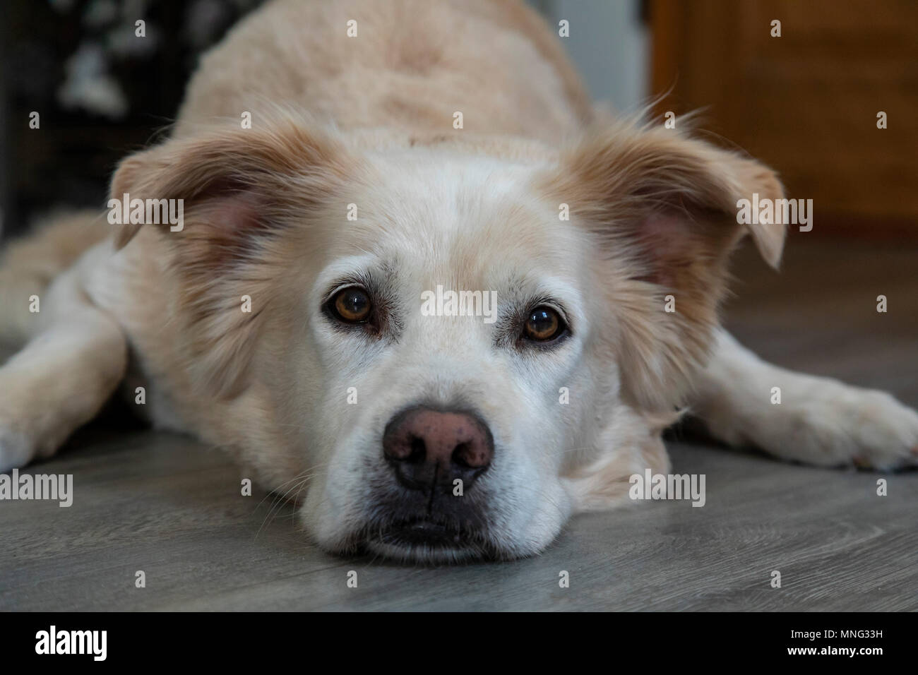 Un cane di appoggio, liberato dal cancelletto. Egli è parte Golden Retriever, parte Lab e forse parte pastore tedesco. Foto Stock