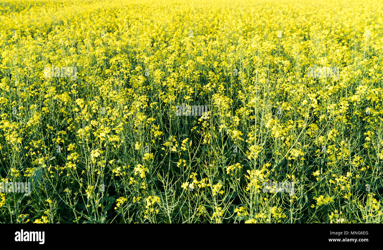 Vista ravvicinata di un campo di colza in piena fioritura con il fuoco selettivo Foto Stock