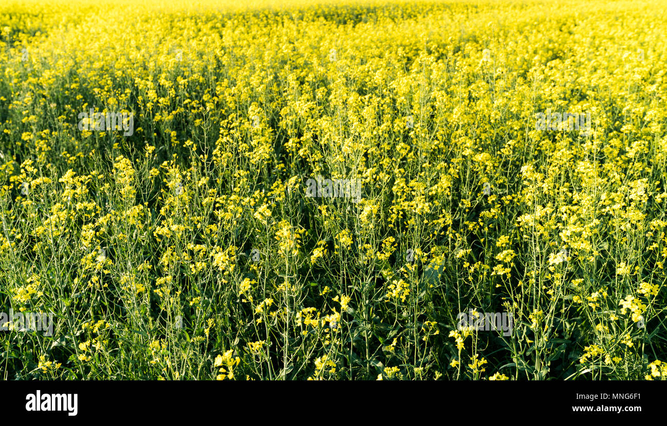 Vista ravvicinata di un campo di colza in piena fioritura con il fuoco selettivo Foto Stock
