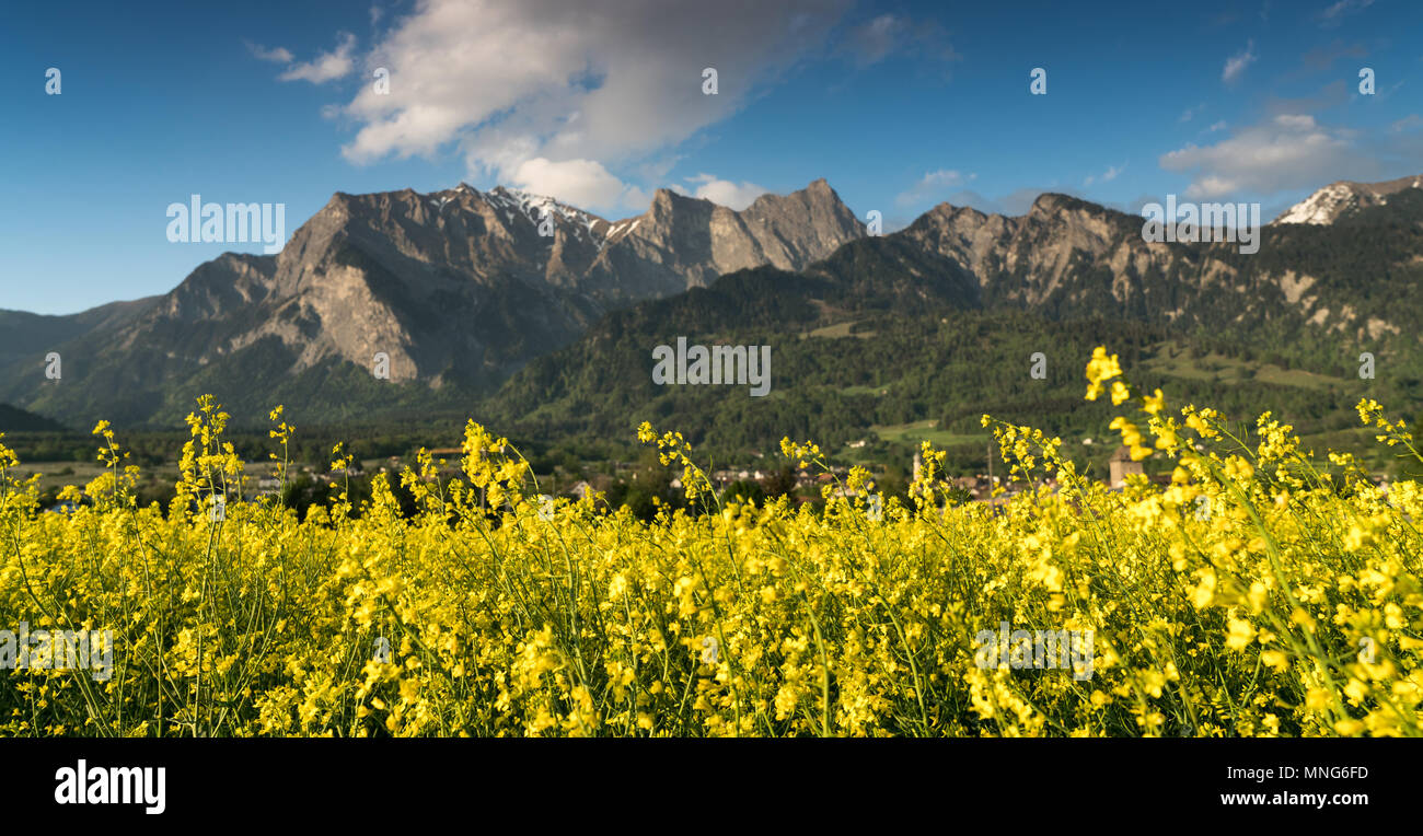 Campo di colza in piena fioritura di colore giallo con un fantastico paesaggio di montagna dietro Foto Stock