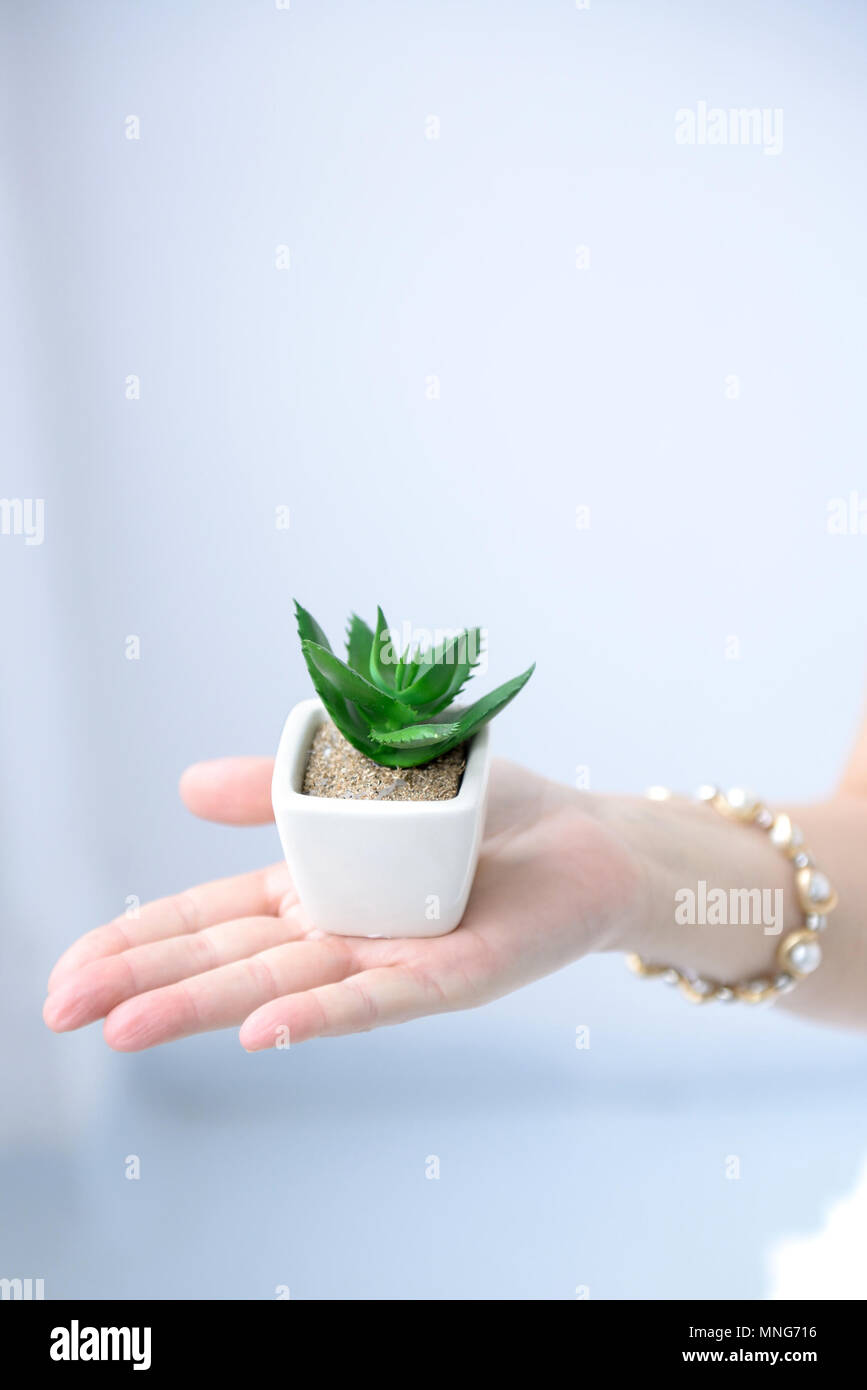 Far crescere il vostro business. Prendere cafe. Donna mani vaso con cactus succulente Foto Stock