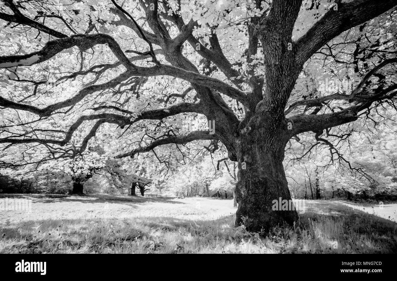Maestosa quercia antica che danno ombra a una molla di prato in bianco e nero Foto Stock