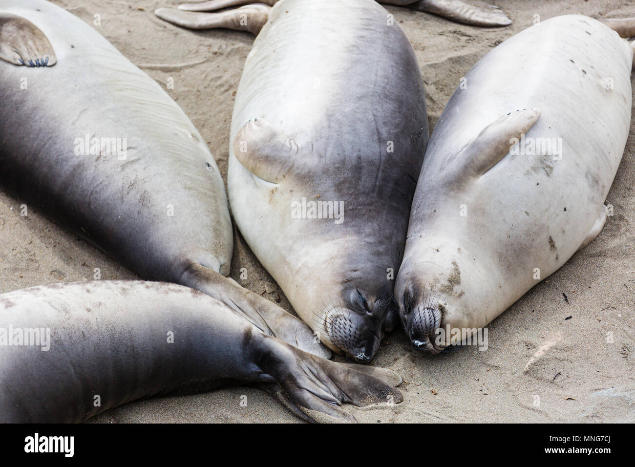 Gli Elefanti Di Mare Rilassante Sulla Spiaggia Foto Stock Alamy
