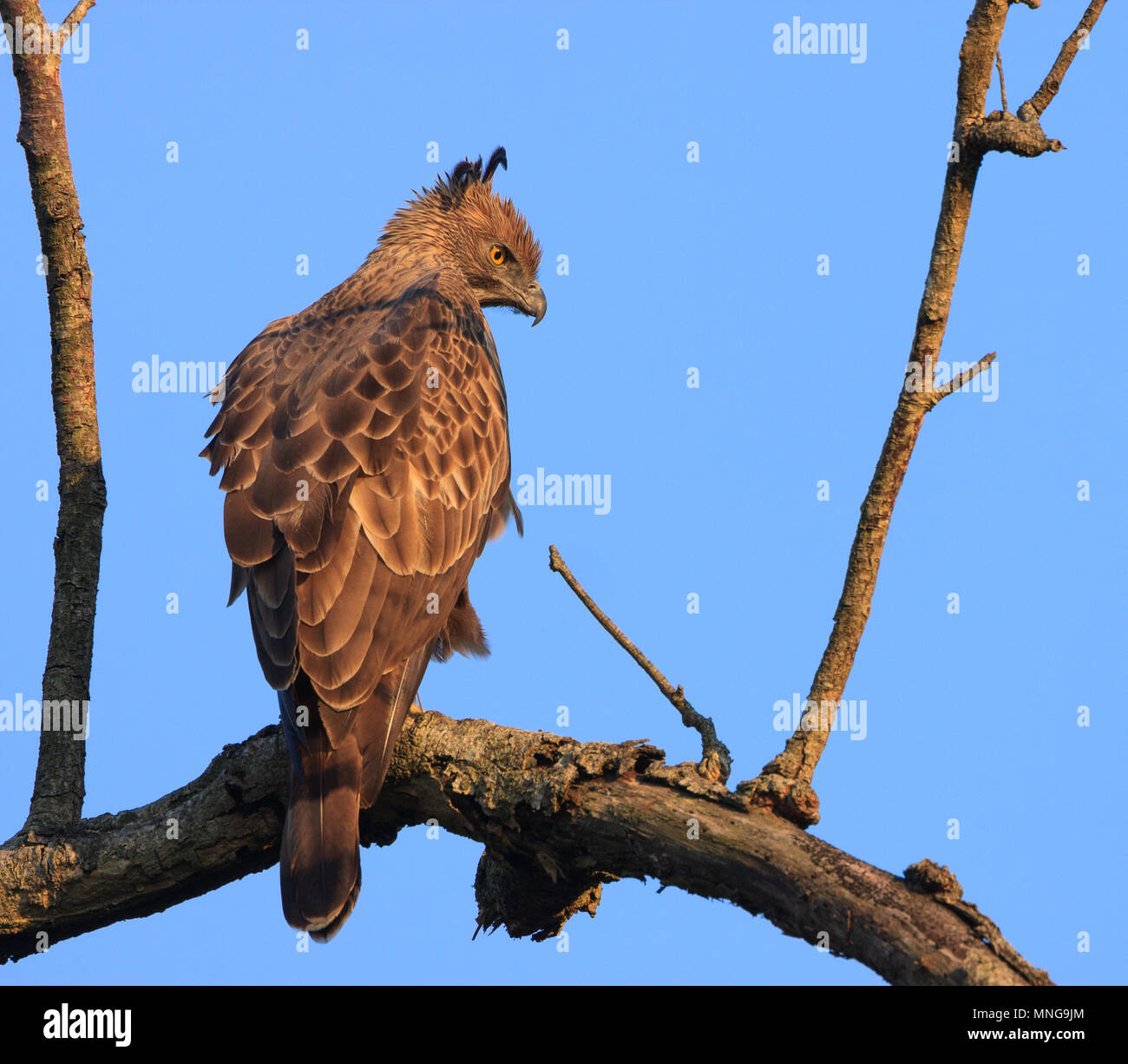 Modificabile Hawk Eagle - a Bandipur National Park Foto Stock