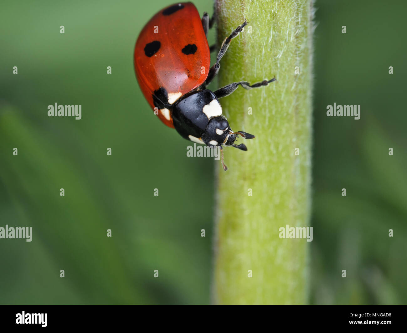 Coccinella septempunctata, sette-spot coccinella, su una pianta verde stelo Foto Stock