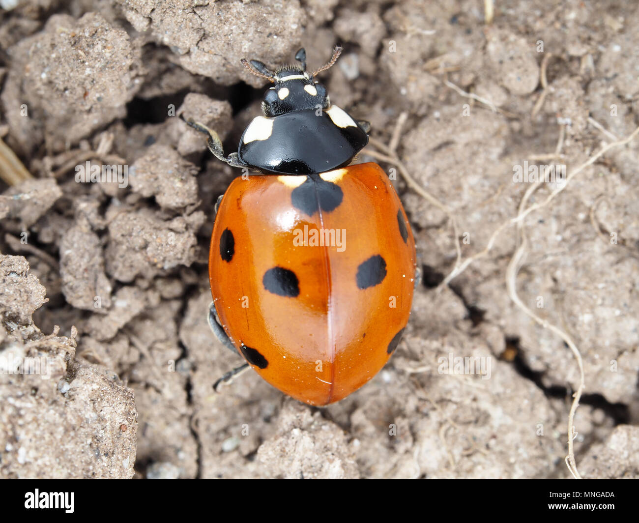 Coccinella septempunctata, sette-spot coccinella, sul terreno Foto Stock