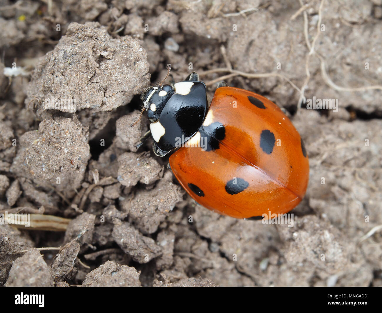 Coccinella septempunctata, sette-spot coccinella, sul terreno Foto Stock