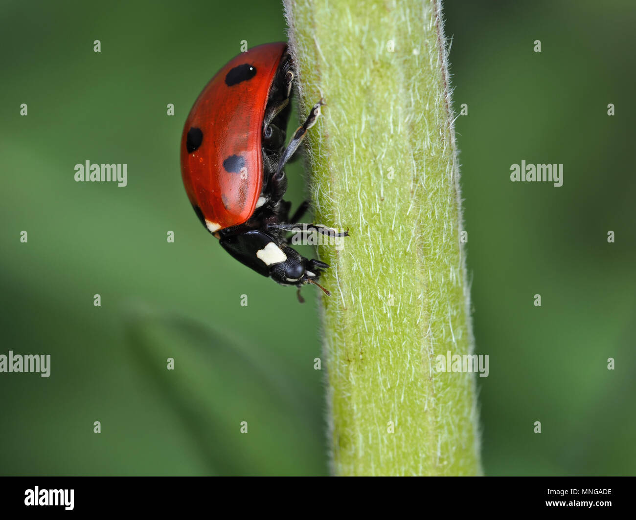 Coccinella septempunctata, sette-spot coccinella, su una pianta verde stelo Foto Stock