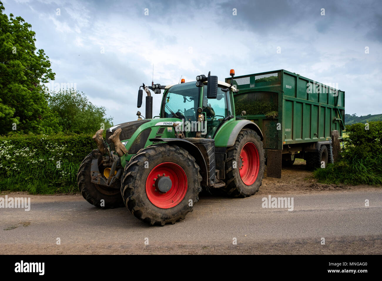 Moderno il trattore e il rimorchio impegnati nella raccolta di insilato vicino Milborne Port, Dorset Foto Stock