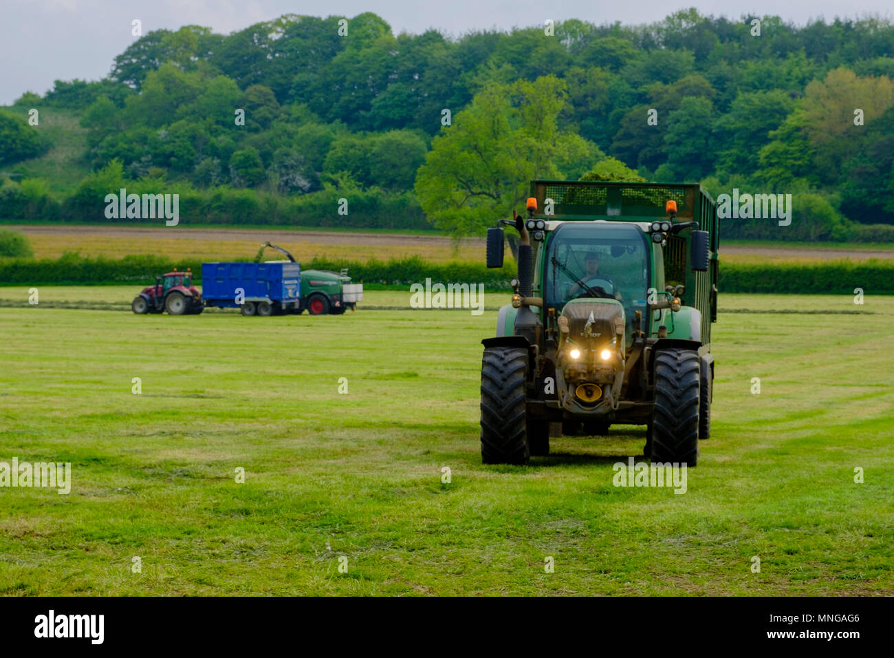 La vita va avanti in campagna - raccolta di insilato vicino Milborne Port, Dorset Foto Stock