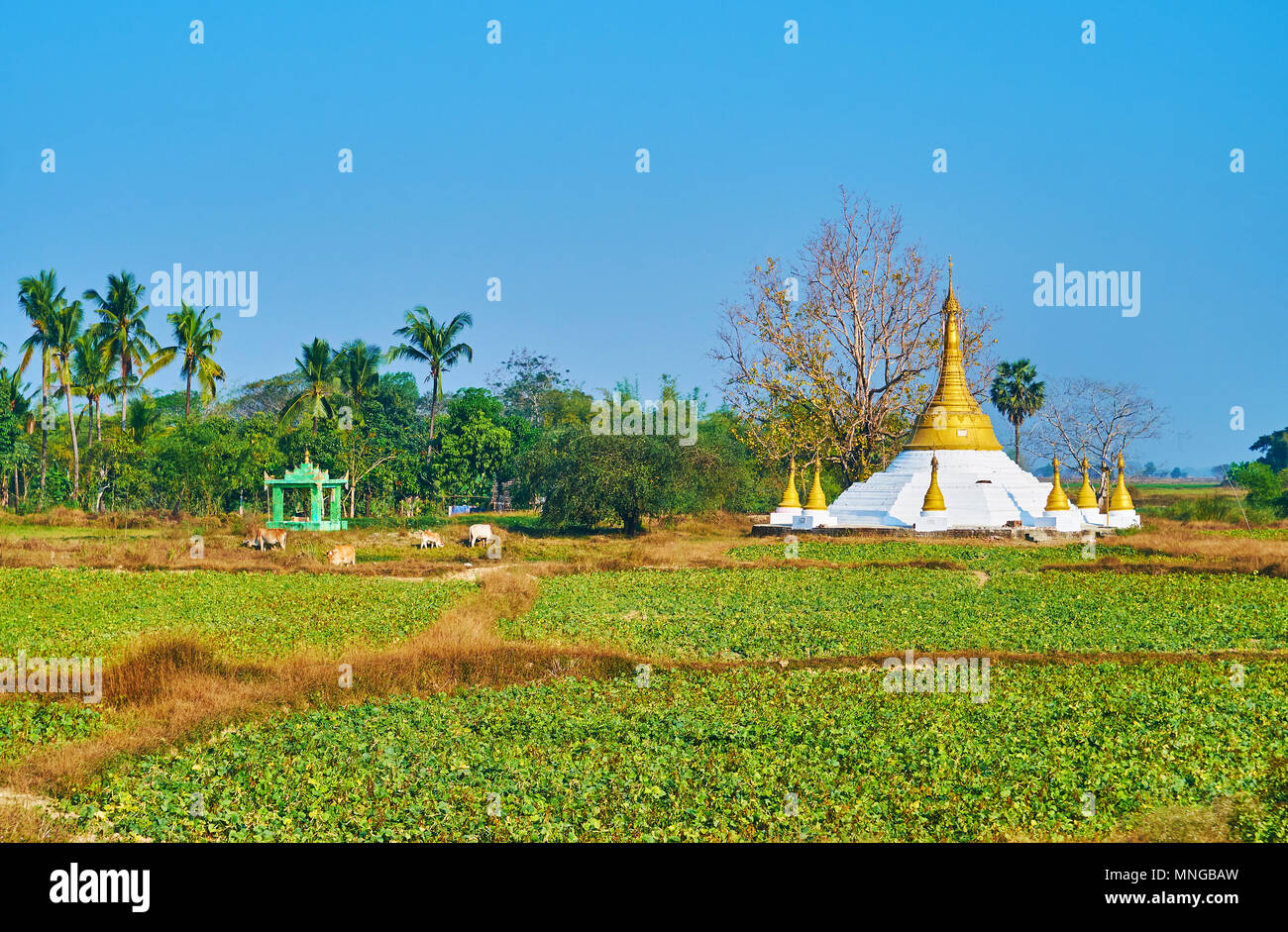 Il paesaggio rurale con campi verdi, coperto con colture agricole, pascolo zebù e una vista sulla Scenic tempio buddista, Bago Regione, Myanmar. Foto Stock