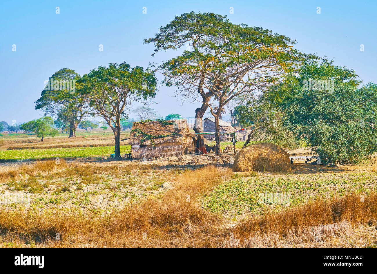 Il piccolo rifugio di bamboo e foglie di palmo sotto gli ombrosi alberi tra i terreni agricoli della regione di Bago, Myanmar. Foto Stock