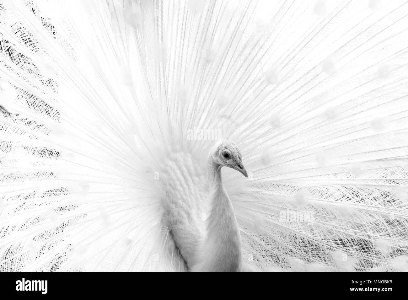 White peacock. Primo piano immagine Foto Stock