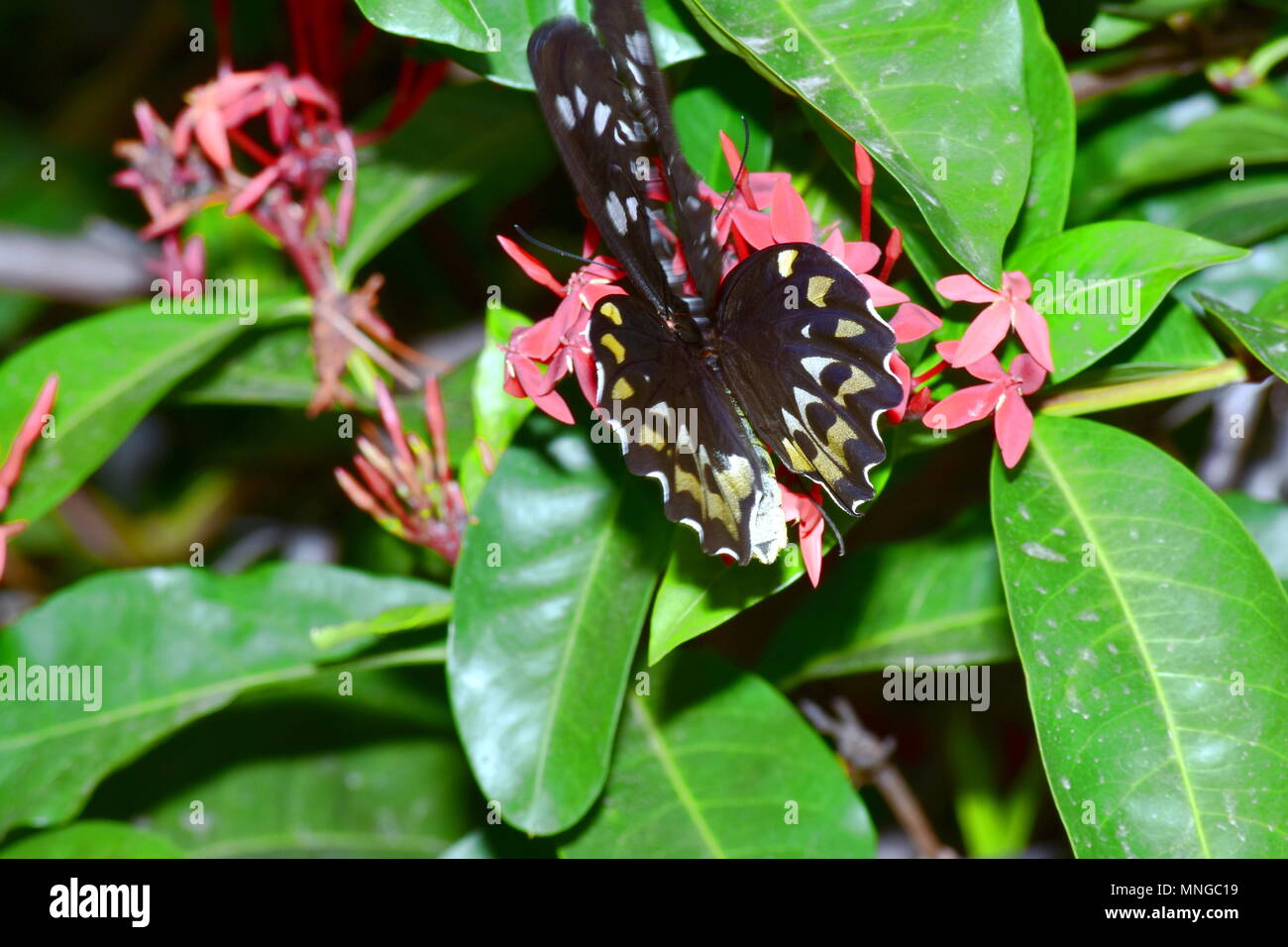 Birdwing butterfly Foto Stock