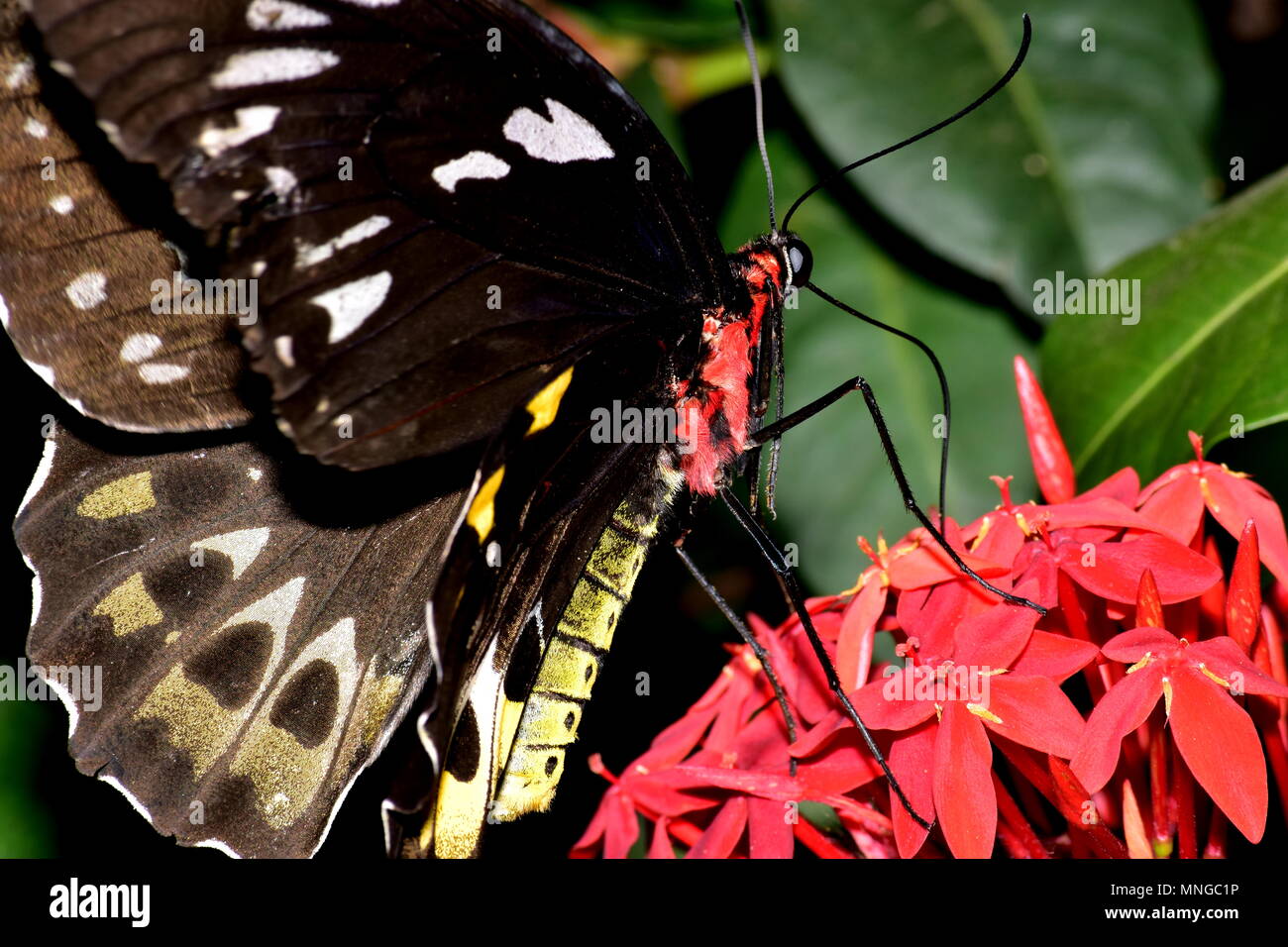 Birdwing butterfly Foto Stock