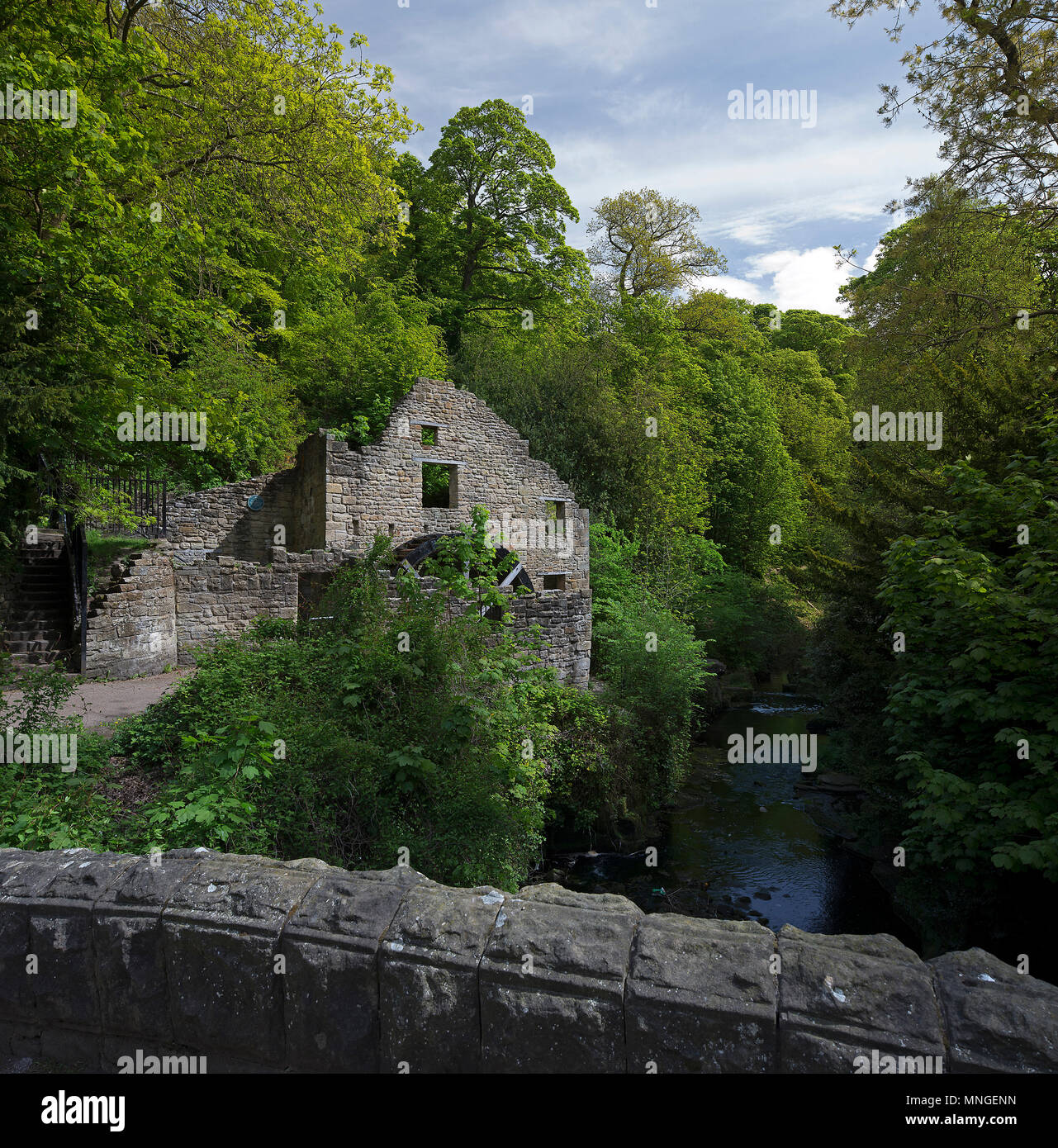 Jesmond Dene in estate, Newcastle upon Tyne, Tyne & Wear, England, Regno Unito Foto Stock