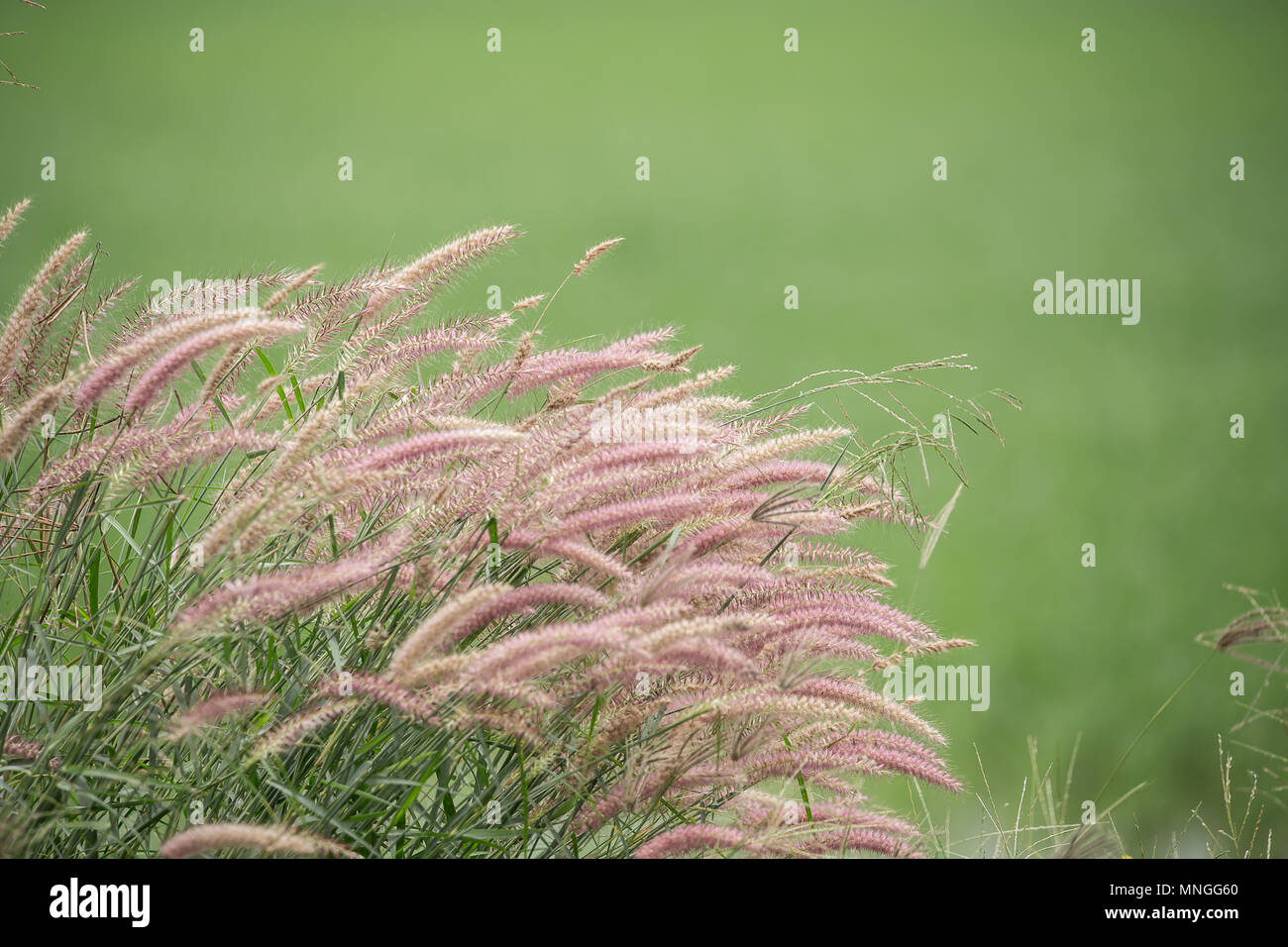 Coda di scoiattolo erba ( URRIA CRINITA (L.) DESV.EXDC ) con sfondo verde. Foto Stock