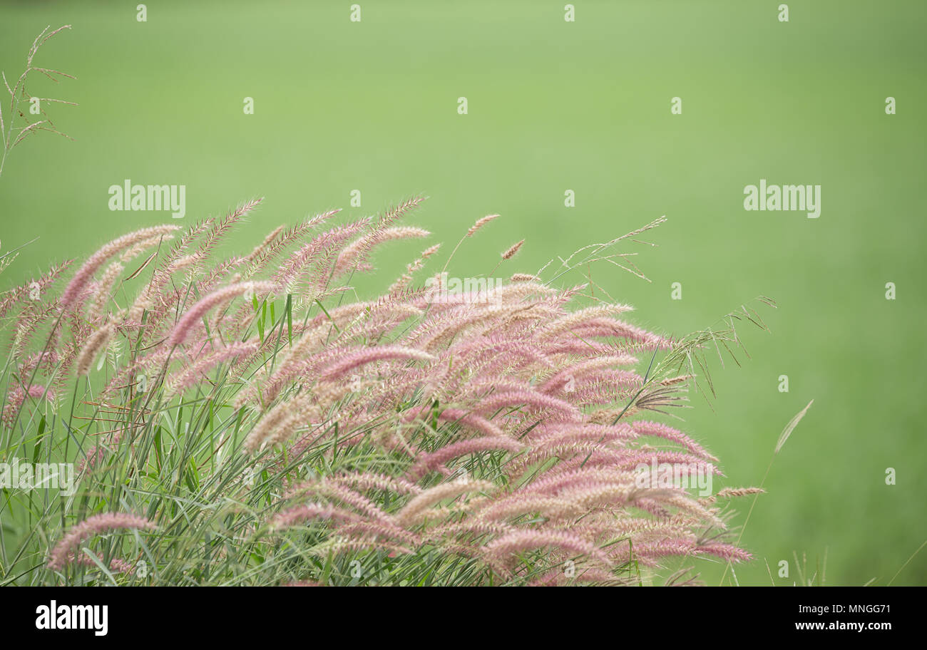 Coda di scoiattolo erba ( URRIA CRINITA (L.) DESV.EXDC ) con sfondo verde. Foto Stock