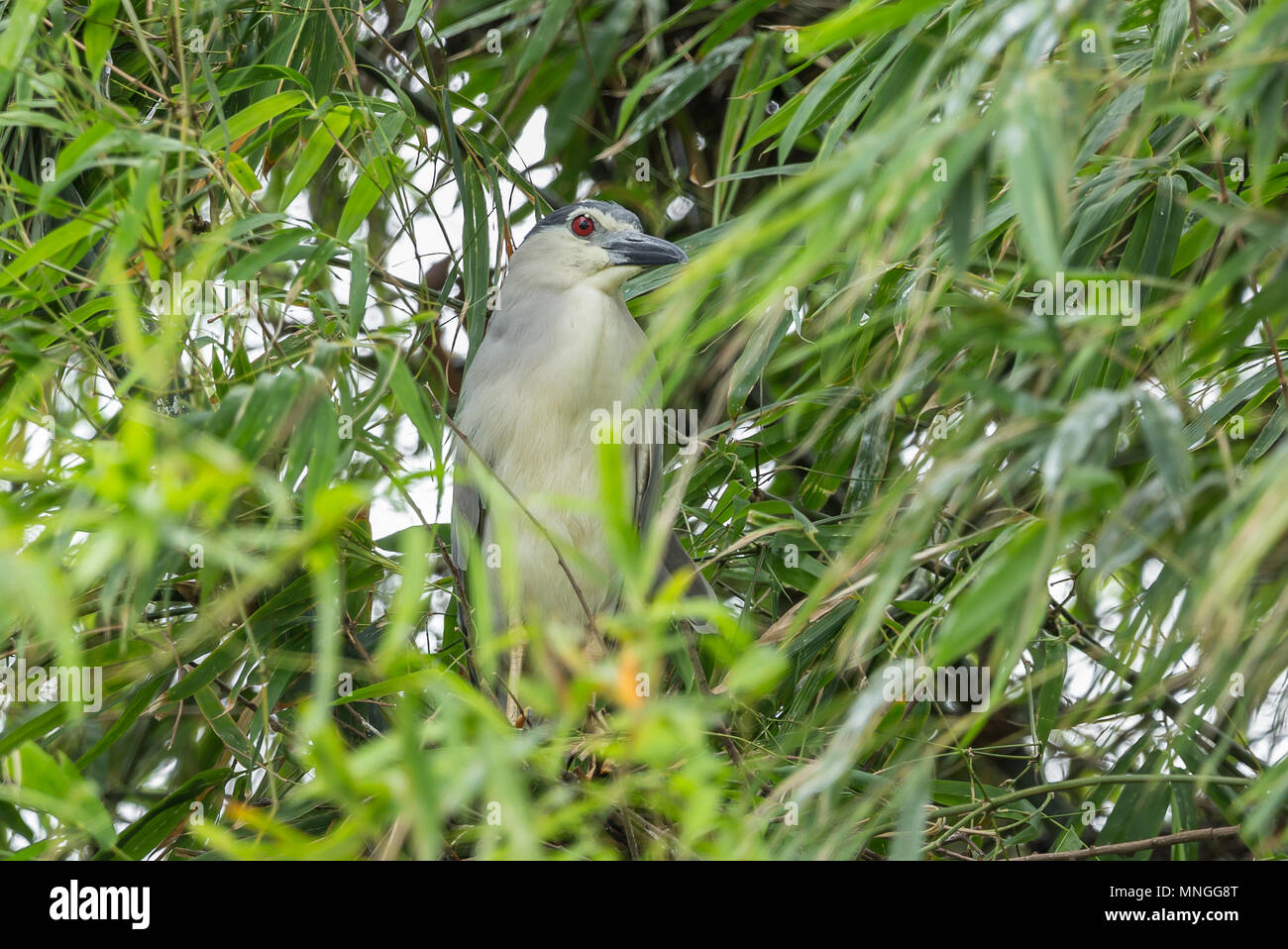 Nitticora, Nitticora (Nycticorax nycticorax) su alberi di bamboo della Thailandia. Foto Stock