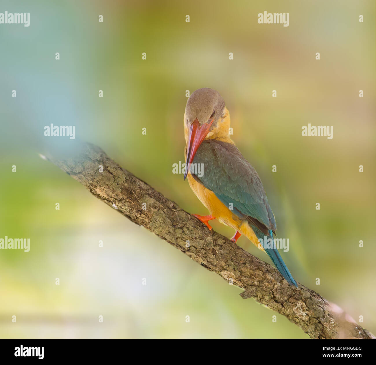 Stork fatturati Kingfisher ( Pelargopsis capensis ) arte di stile dell'immagine. Foto Stock