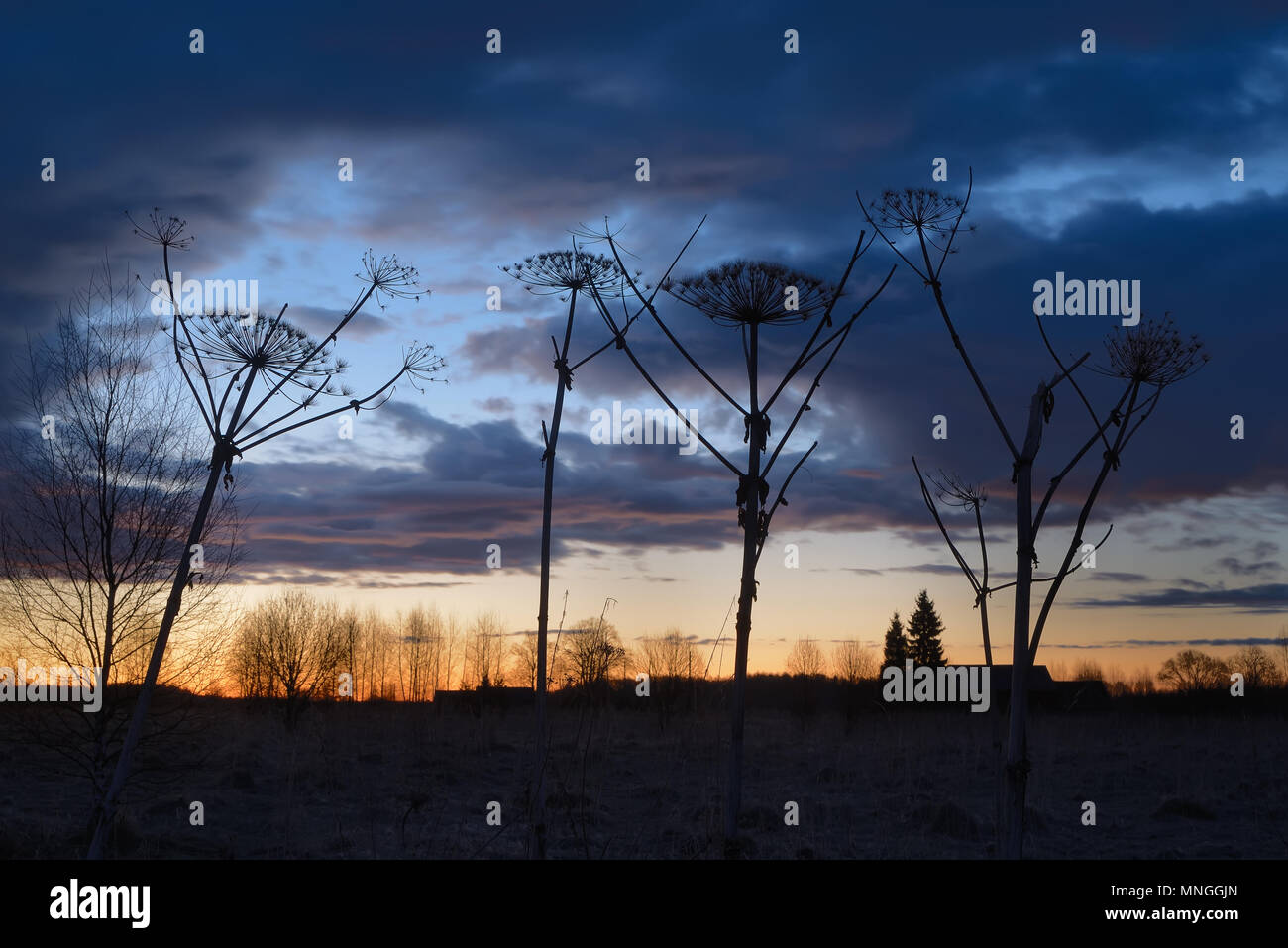 Essiccato cow-pastinaca contro il cielo mattutino Foto Stock