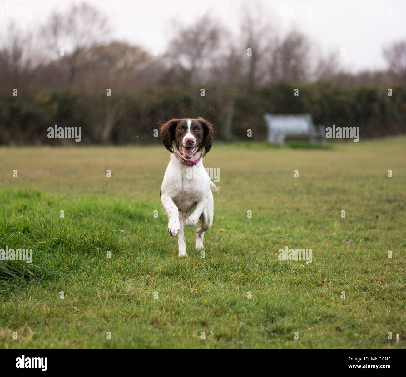 Cane che corre attraverso un campo Foto Stock