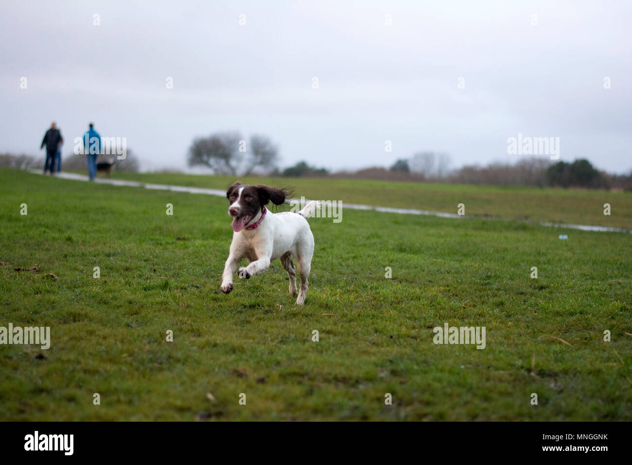 Cane che corre attraverso un campo Foto Stock