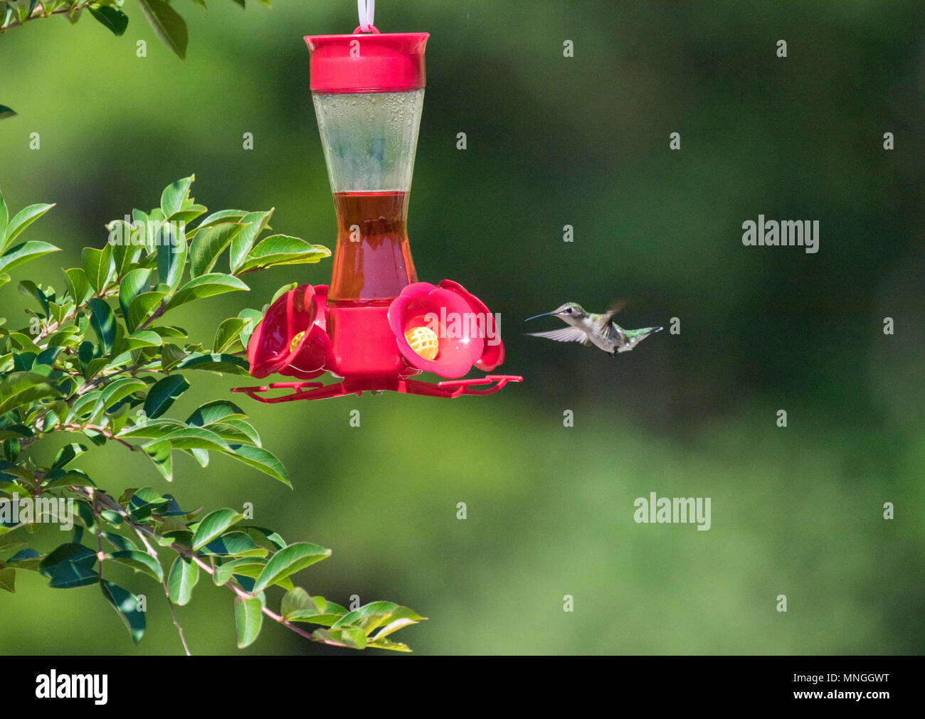 Colibrì in corrispondenza di un alimentatore Foto Stock