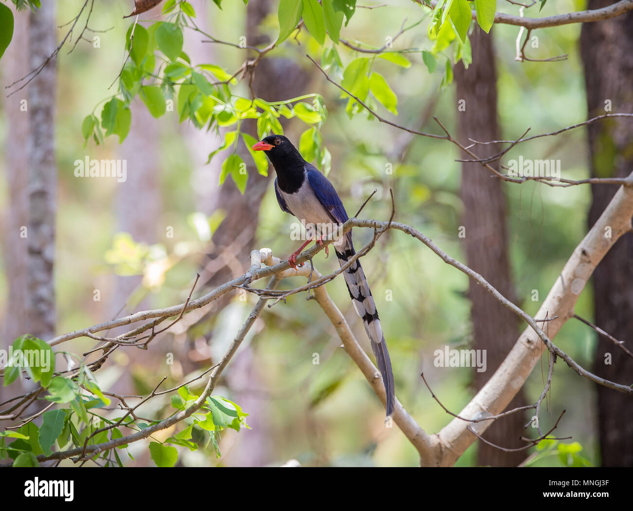 Rosso-blu fatturati gazza (Urocissa erythrorhyncha) a Phukhieo wildlife sanctury national park, la fauna selvatica e la conservazione delle piante del dipartimento della Thailandia. Foto Stock