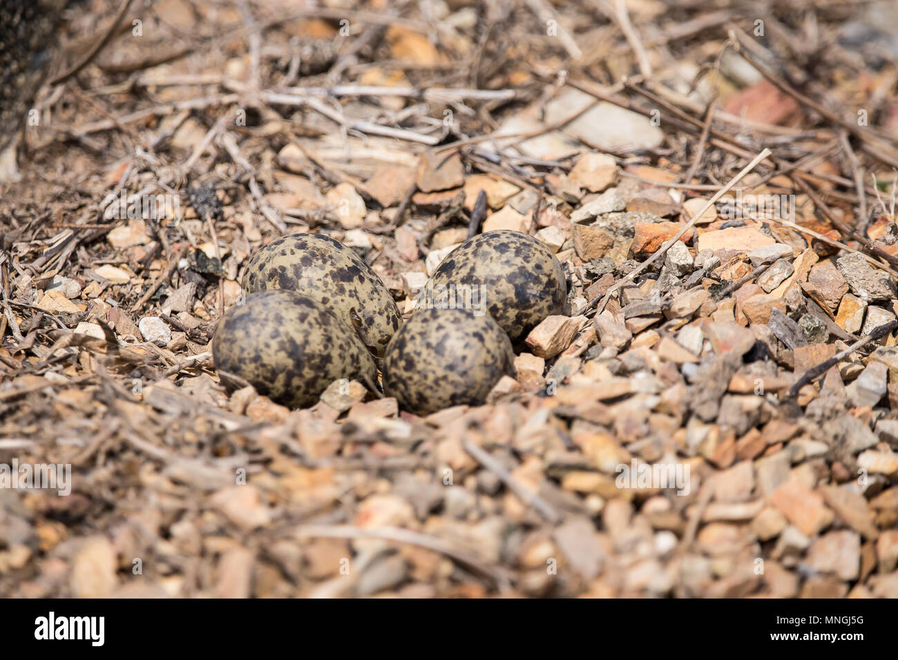 Uovo di rosso-wattled pavoncella sul terreno. Foto Stock