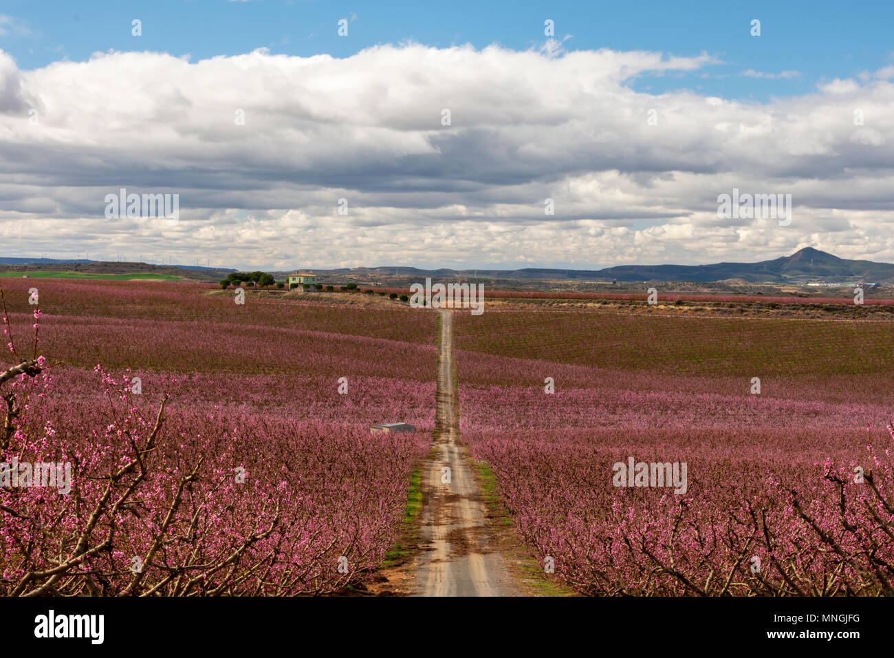 Pesco i campi in una torbida e shiny giorno. Filari di alberi in fiore. Fiori di colore rosa. Fiore. Aitona, Torres de Segre Foto Stock