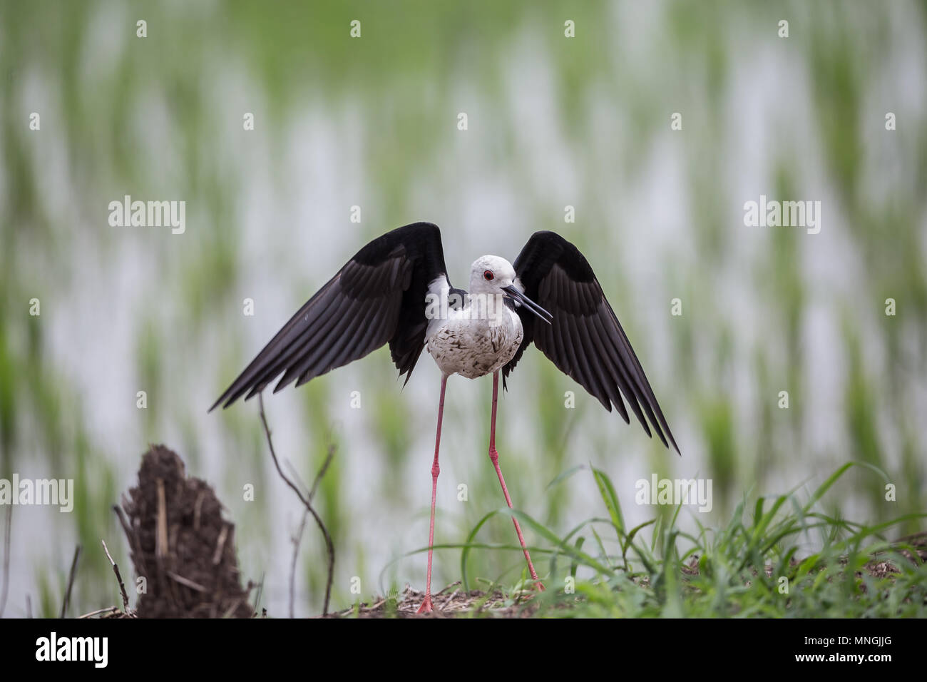 Black-winged Stilt ( Himantopus himantopus ) nel campo di riso della Thailandia. Foto Stock