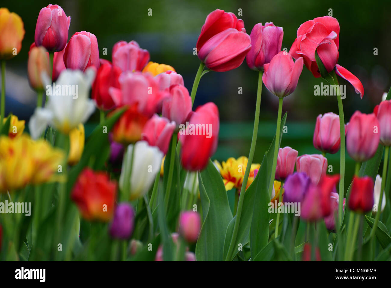 I Tulipani di diversi colori e giardini in aiuola Foto Stock