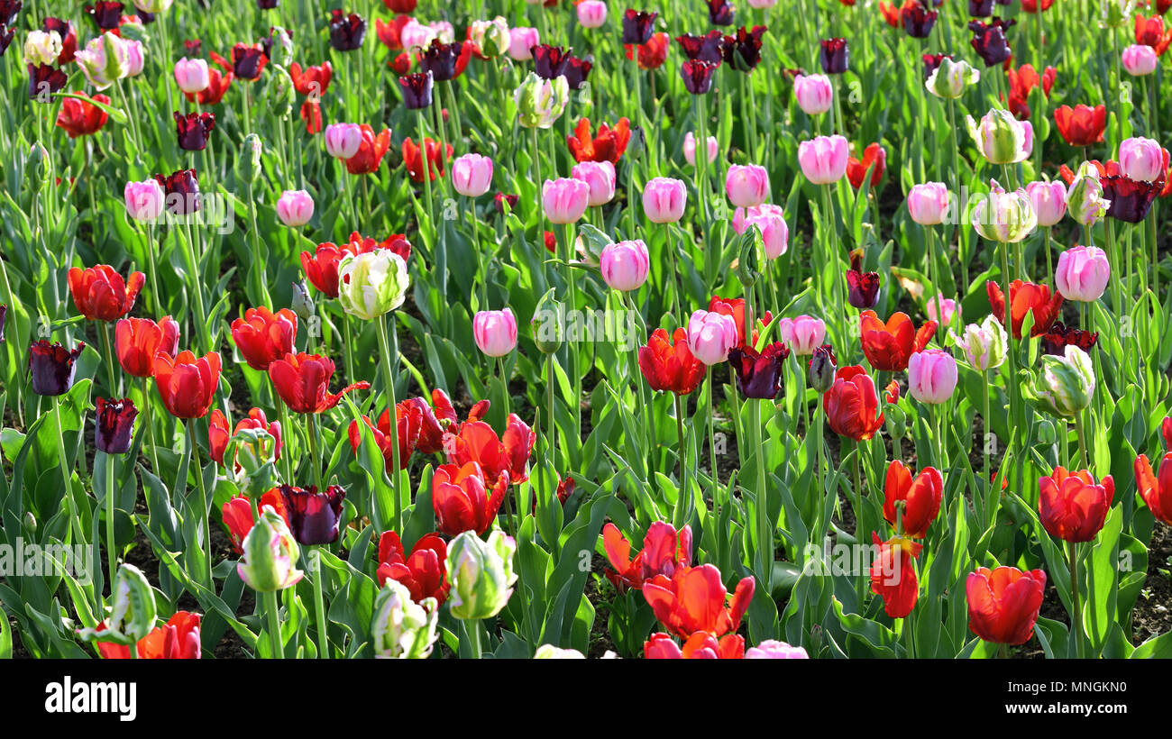 I Tulipani di diversi colori e giardini in aiuola Foto Stock