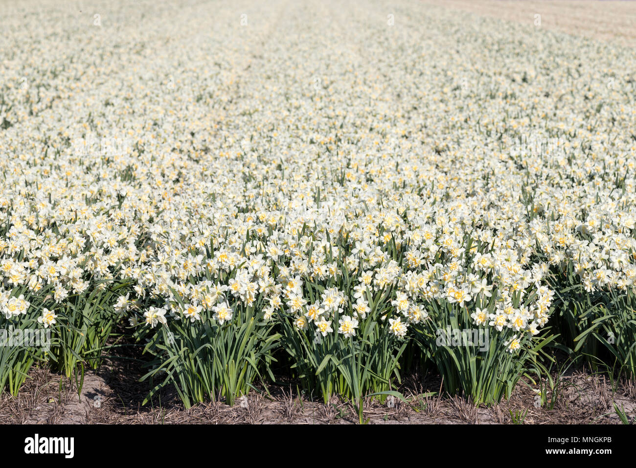 Daffodil campo nei Paesi Bassi Foto Stock