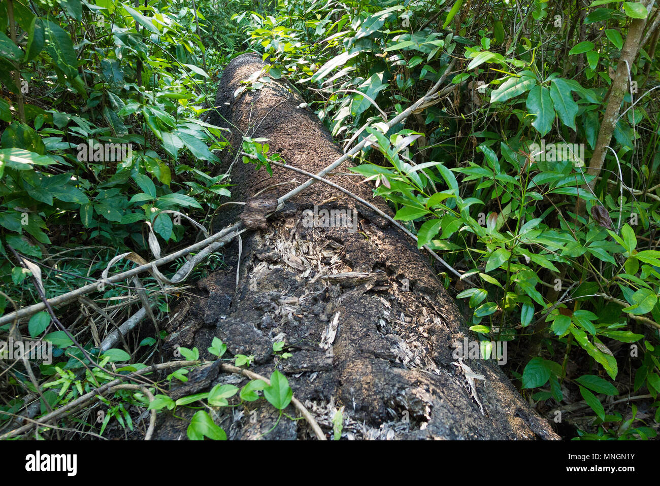 Un albero caduto si trova tra la fitta vegetazione in Byfield, Queensland, Australia. Foto Stock