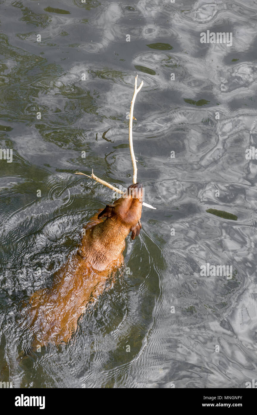 Cane con stick a nuotare in un fiume. Foto Stock
