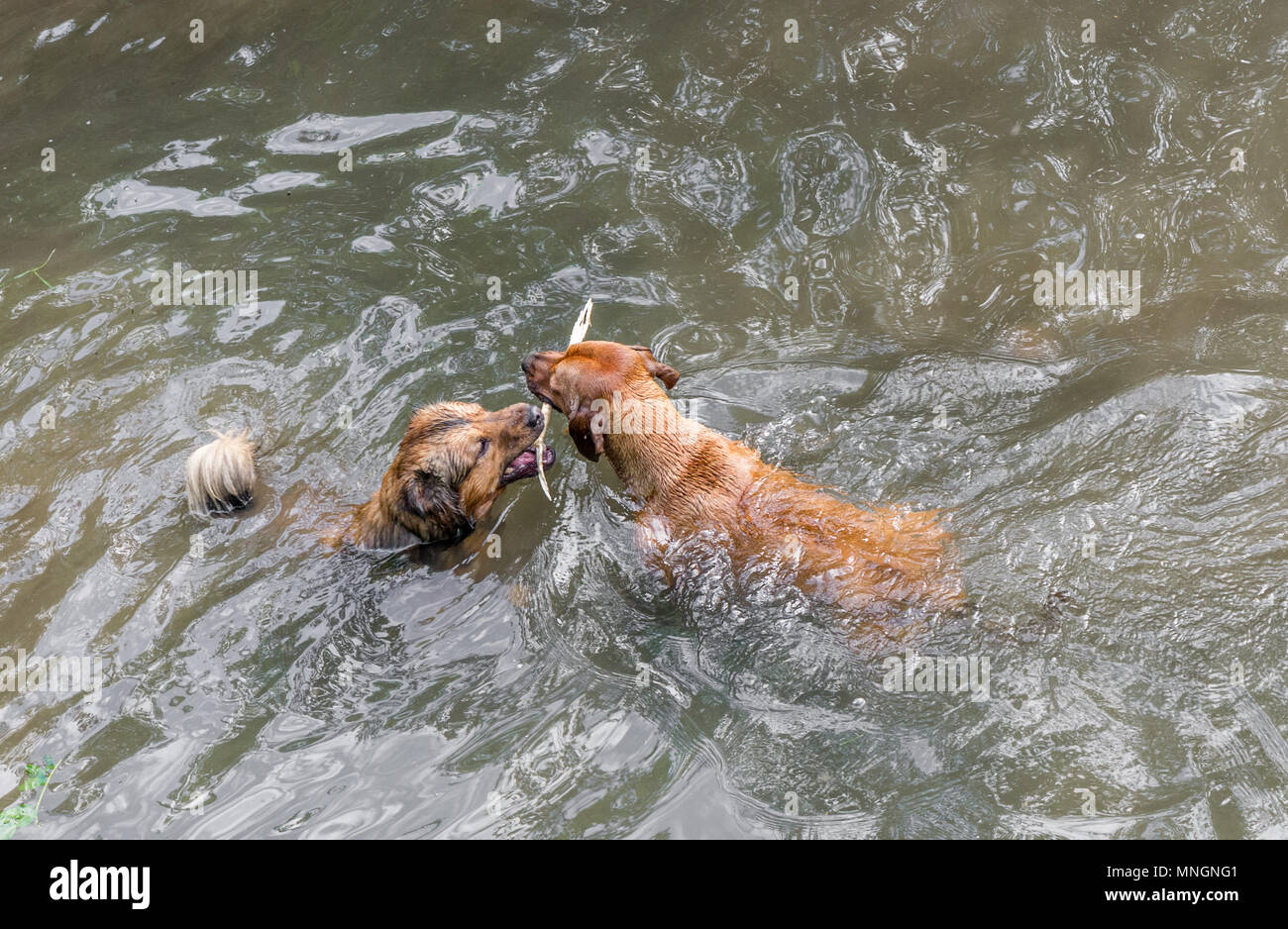 Cane con stick a nuotare in un fiume. Foto Stock