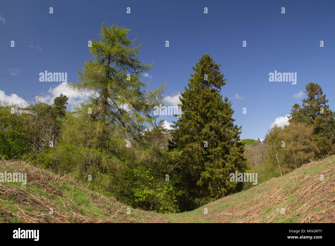 Paesaggio boschivo Foto Stock