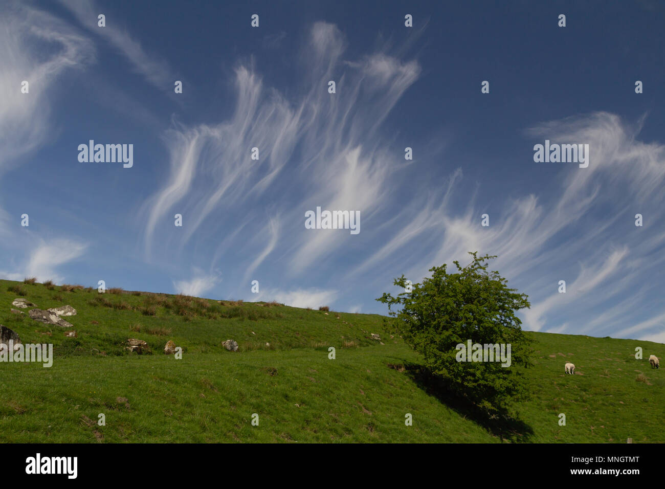 Cirrus nuvole nel cielo blu Foto Stock