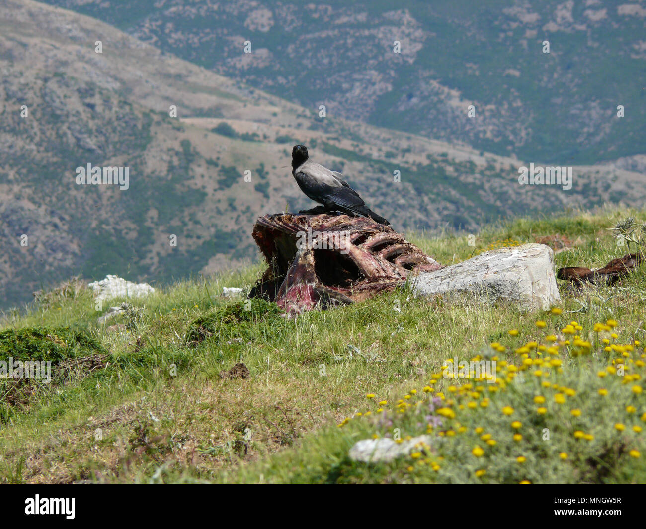 Uccelli predatori seduto sul cavallo morto corpo posa su un prato lungo la strada per Punta la Marmora Gennargentu Parchi Nazionali in Sardegna, Italia Foto Stock