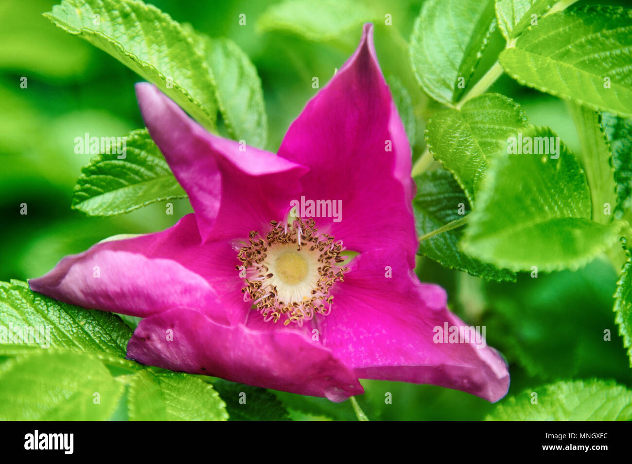 Rosa selvatica, ramanas rosa (Rosa rugosa rubra) fiorisce e riempie l'aria con una fragranza per tutta l'estate Foto Stock