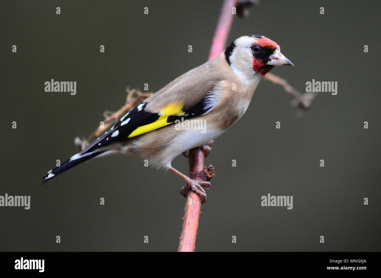 Adulto cardellino in inverno, appollaiato Foto Stock