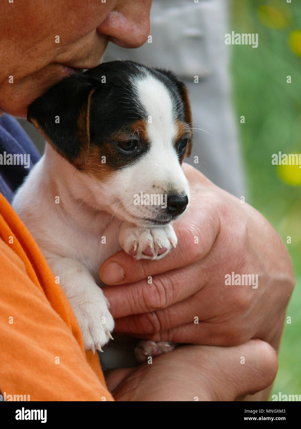 Donna avente in mani poco Jack Russell Terrier cucciolo Foto Stock